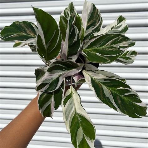 Calathea White Fusion - Etsy