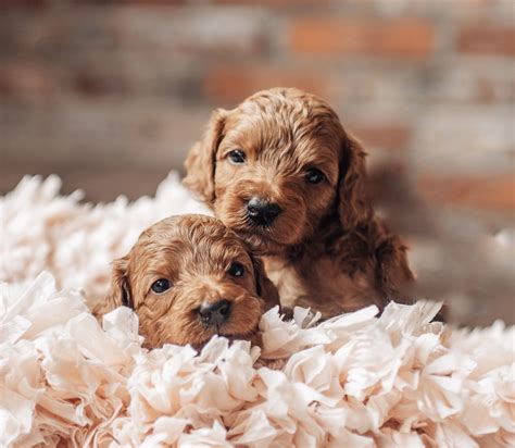 What Is The Average Price Of A Goldendoodle Puppy