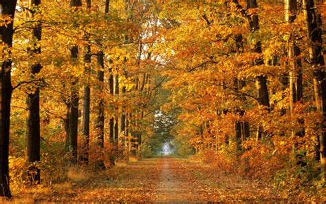 Yellow Orange Fall Trees Autumn Color Leaves Road | Fall pictures, Fall wallpaper, Scenery