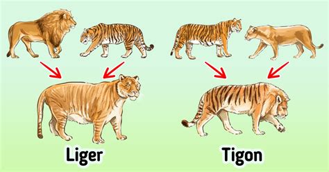 Are Ligers And Tigons The Same: Exploring Hybrid Big Cats