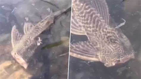 Headless Fish Seen Casually Swimming in Lake Like Nothing’s Wrong; See the Bizarre Video | 👍 ...