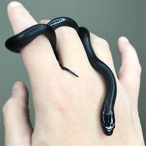 Small Black Snake - adopt a turtle