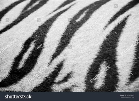 Beautiful White Tiger Fur Colorful Texture Stock Photo 301474907 - Shutterstock