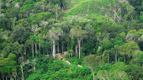 Indonesia, Brasil, dan Kongo Bikin Aliansi Penyelamatan Hutan Hujan Tropis - Lifestyle Liputan6.com