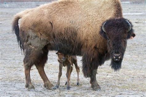 Wood Bison Facts, Habitat, Diet, Life Cycle, Pictures