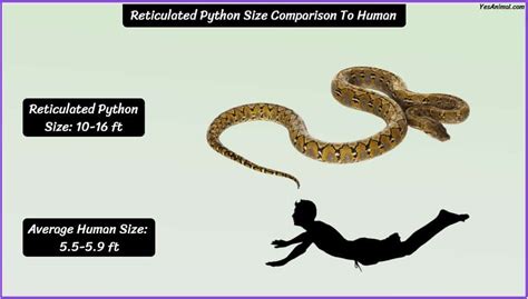 Reticulated Python Size: How Big Are They Compared To Other?