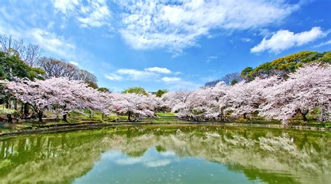 Tsurumi-Ryokuchi Park Tours - Book Now | Expedia