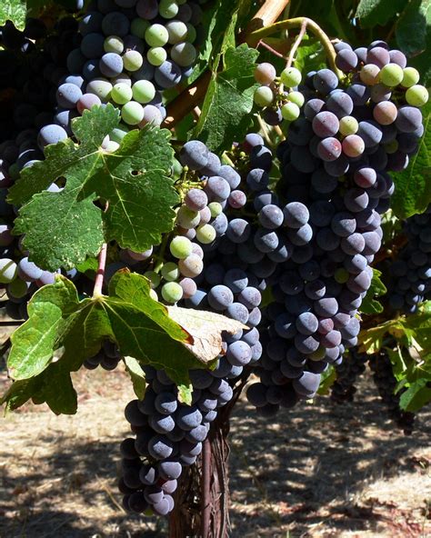 Cabernet grapes -- not ready yet! | Cabernet grapes in mid-A… | Flickr