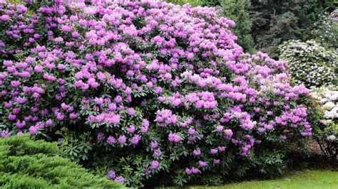 Rhododendron vs Azalea: What's the Difference? - The Garden Shed