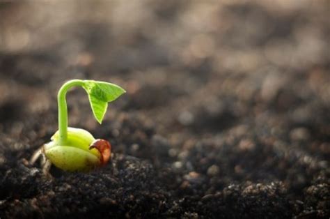 Pre-treating Seeds to Speed Germination | ThriftyFun