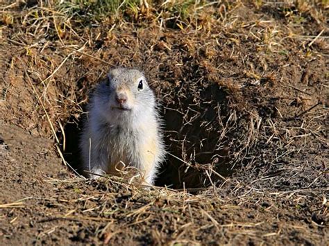 The Surprising Diversity of Gopher Species around the World