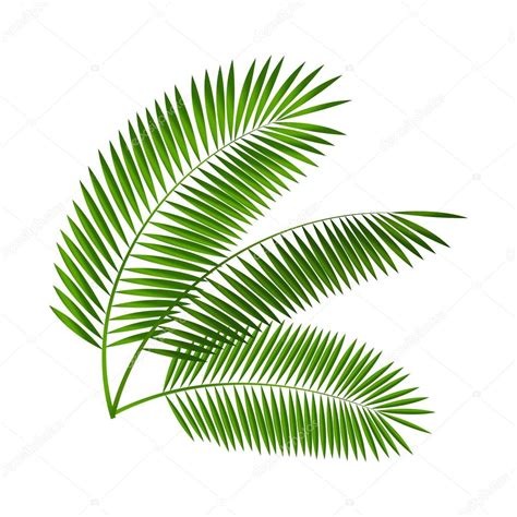 Palm Leaf Vector Illustration Stock Vector Image by ©oleggankod #72806059