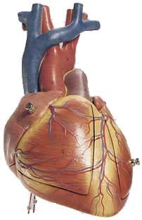 Fatty Heart Means Increased Risk of Heart Disease