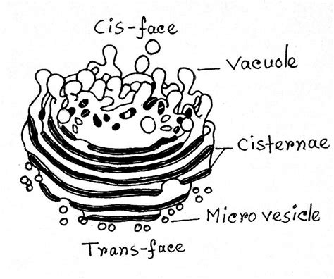 Golgi Apparatus: Definition, Structure, Functions