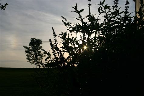 Free Images : tree, nature, branch, silhouette, light, cloud, sky, sun ...