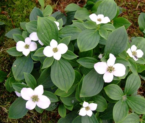 Cornus canadensis - Farmyard Nurseries