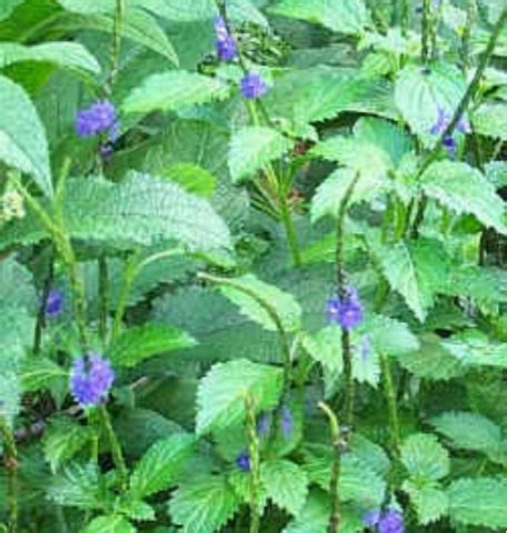 Fun with herbs: Indian snakeweed