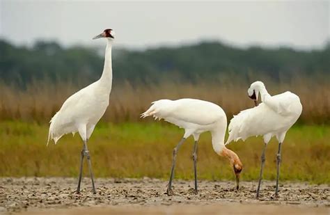 Whooping Crane - Description, Habitat, Image, Diet, and Interesting Facts