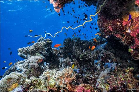 Red Sea Coral Reefs Underwater Photography - The Canadian Nature ...