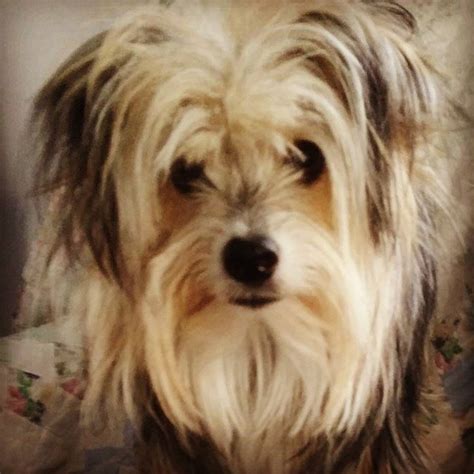 Pin on Jimmy the Rescue Doggie Havanese Mix - Outta the Shelter!