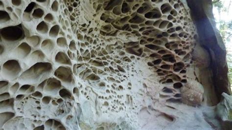 Trypophobia: definition, pronunciation, causes, symptoms, test, treatments, prevention, pictures ...