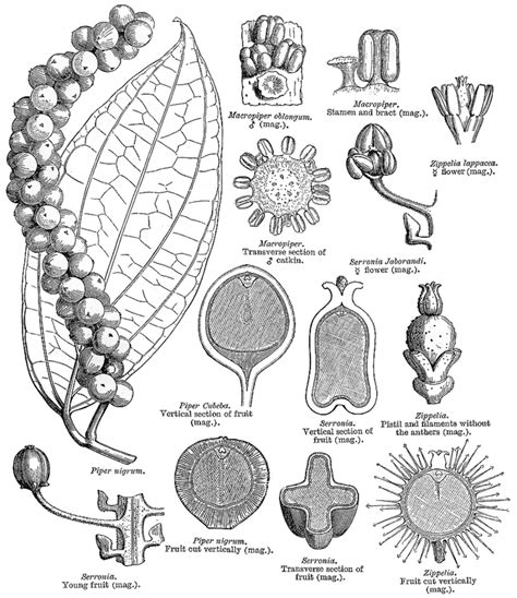 Piperaceae - Alchetron, The Free Social Encyclopedia