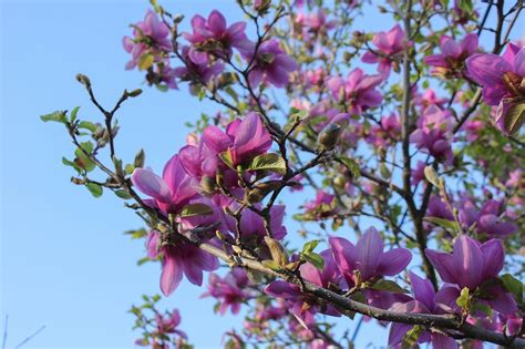 Purple Magnolia 15 Tree Seeds - Etsy Canada