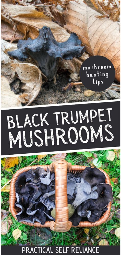 Foraging For Black Trumpet Mushrooms (Craterellus cornucopioides ...