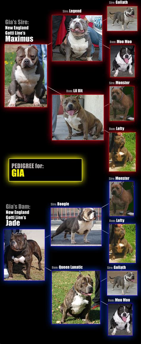 Gia GottiLine Pitbull - Bully Pitbull Breeders : Gotti Line Pitbull Females