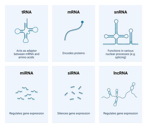 RNA Purification & Analysis | AAT Bioquest