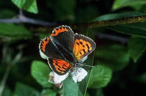 Small Copper Butterfly Photograph by Tony Wood/science Photo Library ...