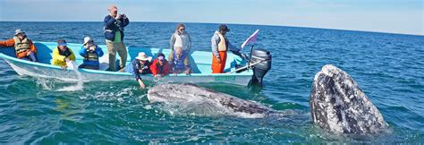 Map of the Gray Whale Migration - Baja Ecotours