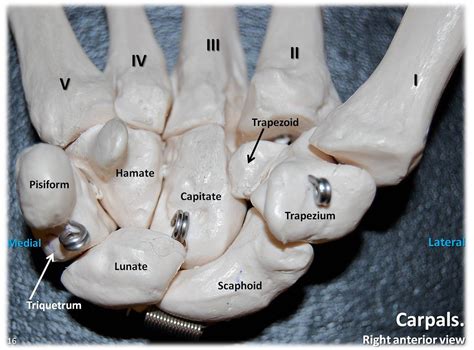 Carpals, anterior view with labels - Appendicular Skeleton Visual Atlas, page 16 - a photo on ...