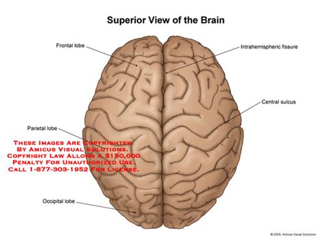 AMICUS Illustration of amicus,anatomy,brain,superior,top,frontal,parietal,occipital,lobes ...