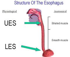 44- Mouth, Salivary Glands, Esophagus Flashcards | Quizlet