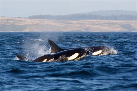 Two Orca Whales jumping out of the surface of the water HD wallpaper | Wallpaper Flare