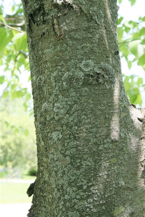 Sweet birch | The Morton Arboretum