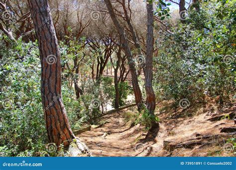 The trails in forest park stock image. Image of trees - 73951891