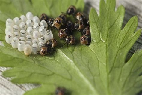 Climate change can greatly expand invasive stink bug habitat