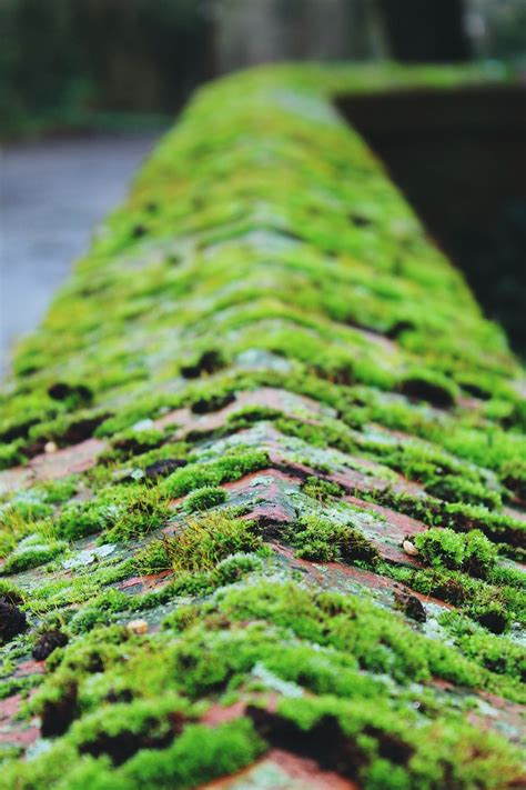 Moss Wall Stone - Free photo on Pixabay - Pixabay