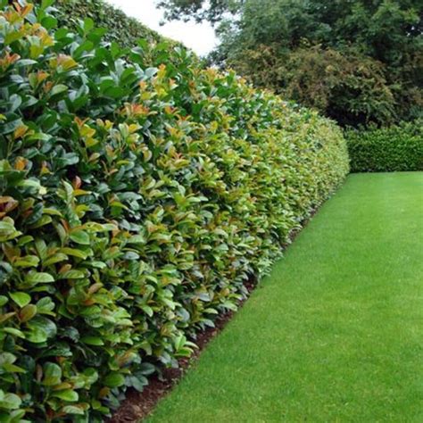 Evergreen Hedging Plants - Evergreen Hedges - Hedging Evergreens.