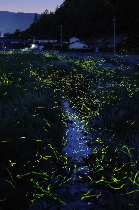 Stunning Photos of Golden Fireflies in Japan | Incredible Snaps