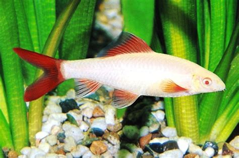 Albino Rainbow Sharkfish - FloridaPets