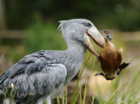 Shoebill Crane (Balaeniceps rex) throwing a duck out of its way. | ペットの ...