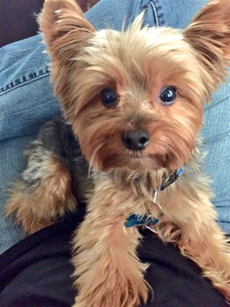 Pin by Carmen M. on Doggies ️ | Yorkie dogs, Terrier puppies, Yorkie puppy