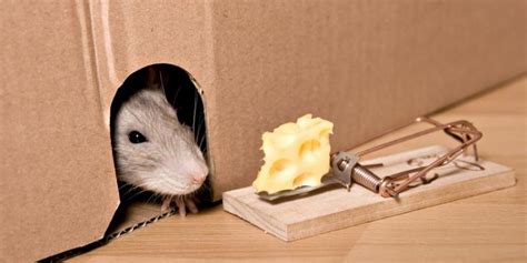 Rat Myths and How They Affect Pest Control - F&W Pest Control