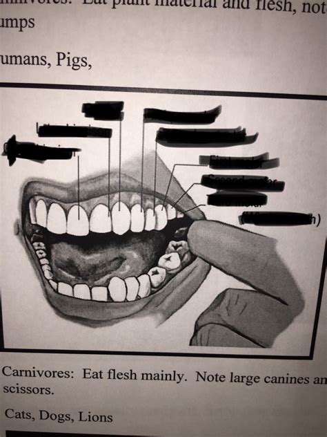 TEETH Diagram | Quizlet