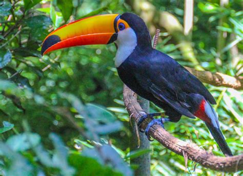 Cannundrums: Toco Toucan