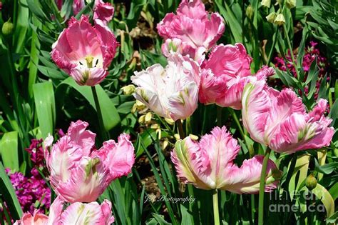 Garden Of Pink Parrot Tulips by Jeannie Rhode Photography | Parrot tulips, Tulips, Fine art america