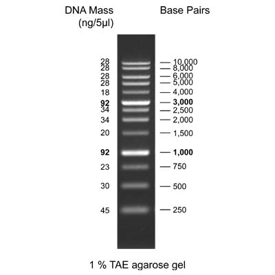 biotechrabbit | 1 kb DNA Ladder, ready to use - DNA Electrophoresis - Electrophoresis Ladders ...